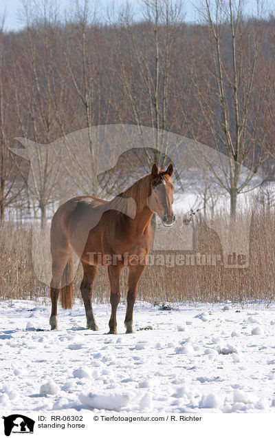 stehendes Pferd / standing horse / RR-06302