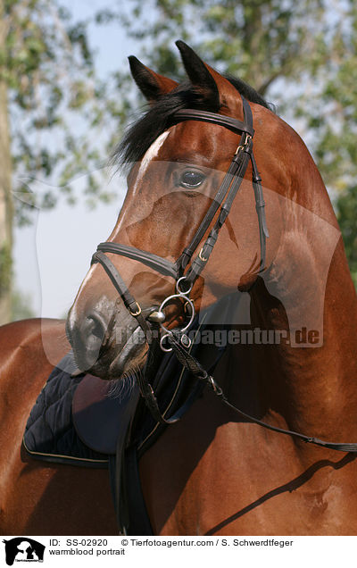 Warmblut Portrait / warmblood portrait / SS-02920