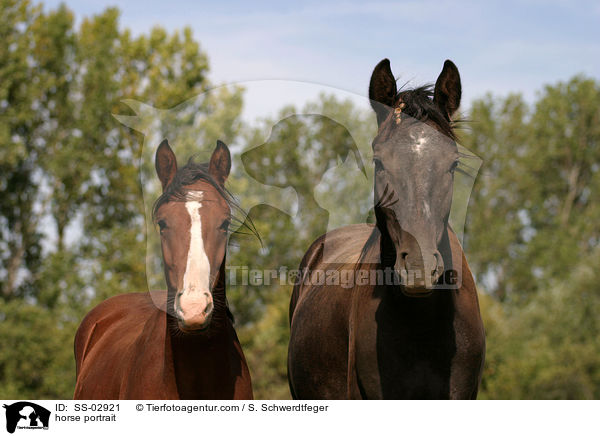 Pferdeportrait / horse portrait / SS-02921