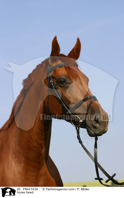 Pferd im Portrait / horse head / PM-01439