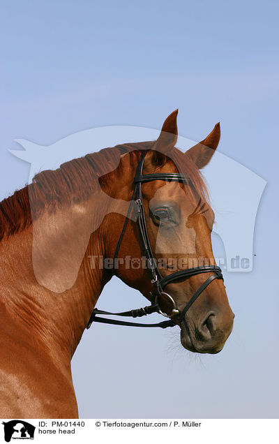 Pferd im Portrait / horse head / PM-01440