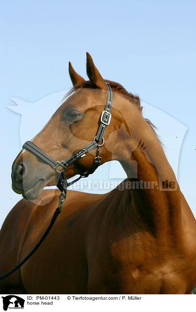 Pferd im Portrait / horse head / PM-01443