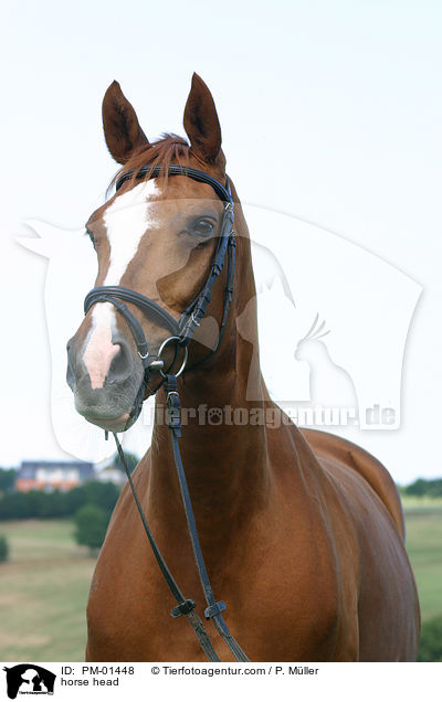 Pferd im Portrait / horse head / PM-01448