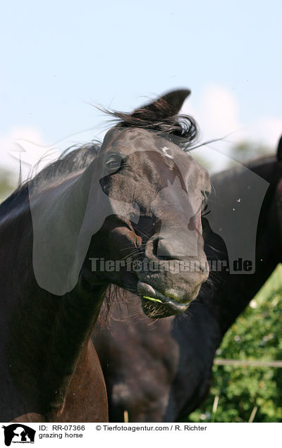 Warmblut beim fressen / grazing horse / RR-07366