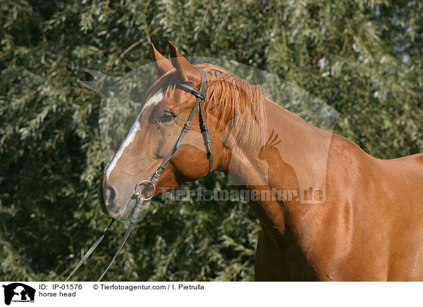 Pferdeportrait / horse head / IP-01576