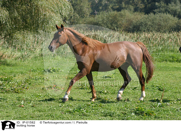 trabendes Deutsches Sportpferd / trotting horse / IP-01582