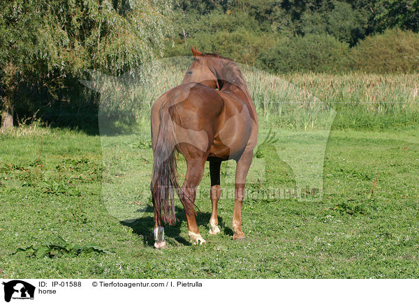 Pferd / horse / IP-01588