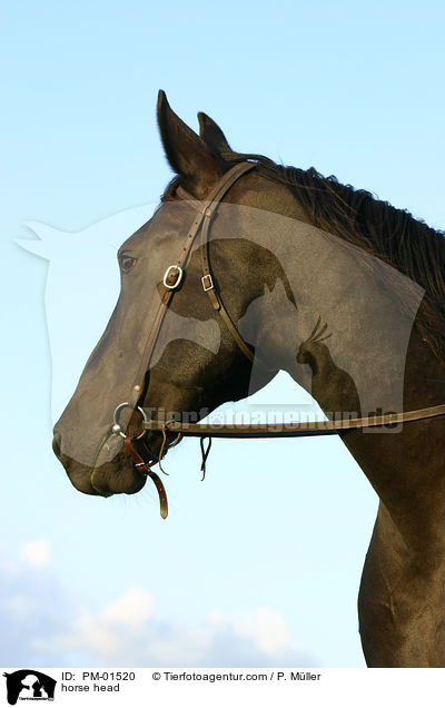 Pferdekopf / horse head / PM-01520