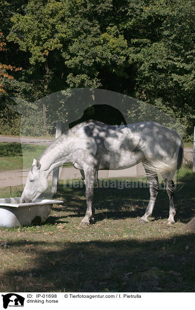 Pferd an der Trnke / drinking horse / IP-01698