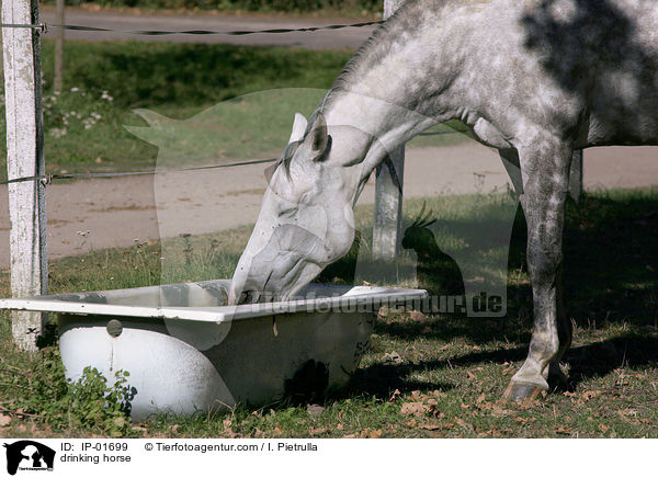 Pferd an der Trnke / drinking horse / IP-01699
