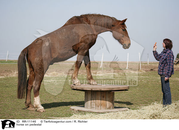 horse on pedestal / RR-11146