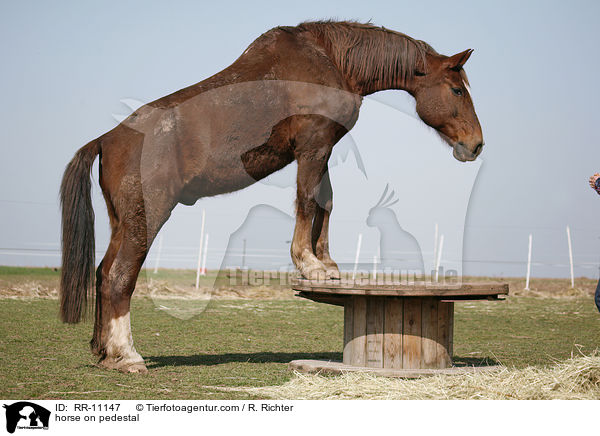 horse on pedestal / RR-11147