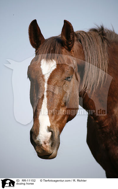 dsendes Pferd / dozing horse / RR-11152