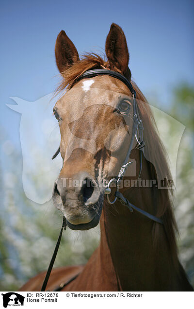 Horse Portrait / RR-12678