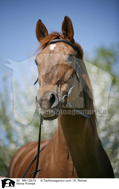 Horse Portrait / RR-12679