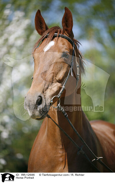 Pferd im Portrait / Horse Portrait / RR-12686