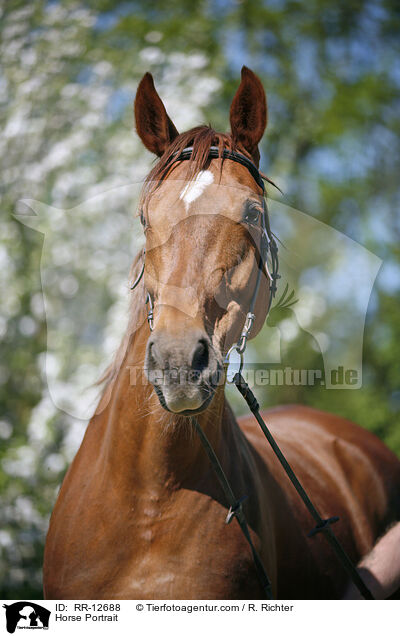 Horse Portrait / RR-12688