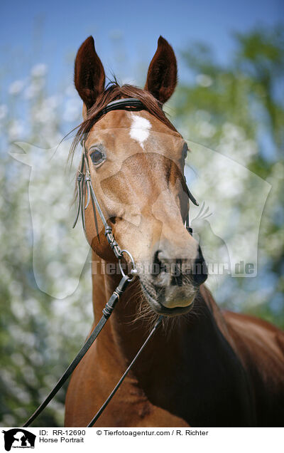 Horse Portrait / RR-12690