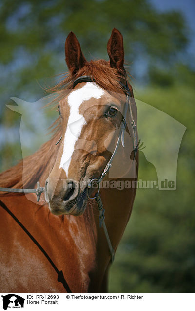 Pferd im Portrait / Horse Portrait / RR-12693