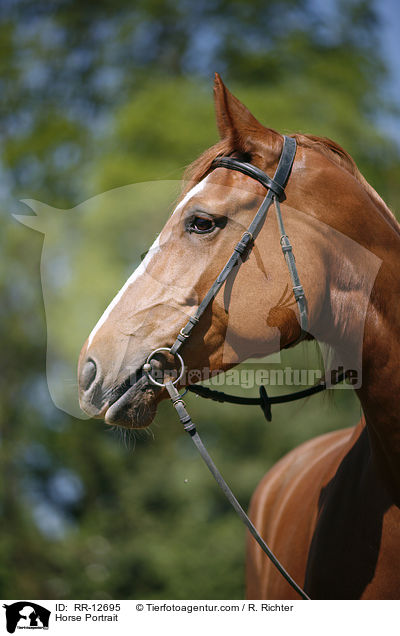 Horse Portrait / RR-12695