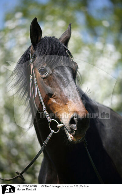 Pferd im Portrait / Horse Portrait / RR-12698