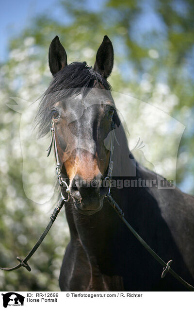 Pferd im Portrait / Horse Portrait / RR-12699