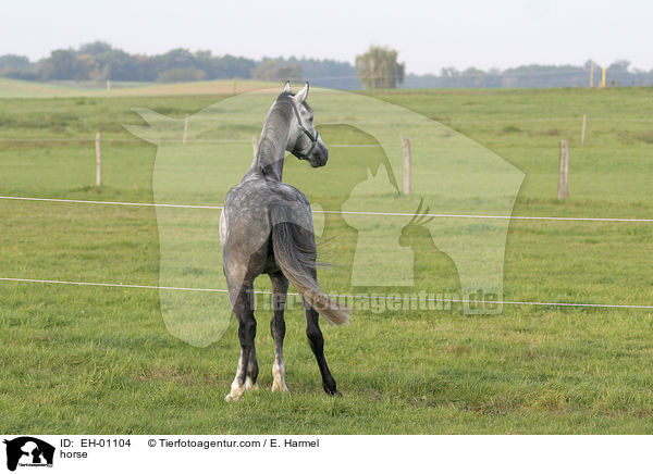 Deutsches Sportpferd / horse / EH-01104