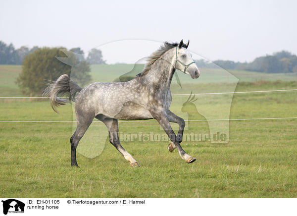rennendes Warmblut / running horse / EH-01105