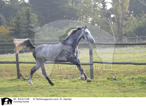 rennendes Warmblut / running horse / EH-01106