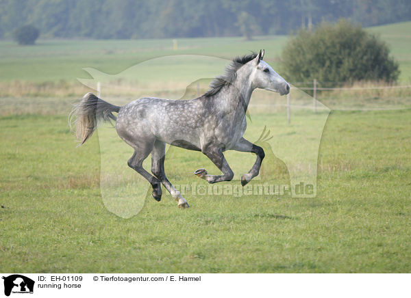 rennendes Warmblut / running horse / EH-01109