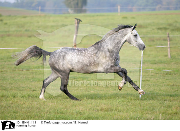 rennendes Warmblut / running horse / EH-01111