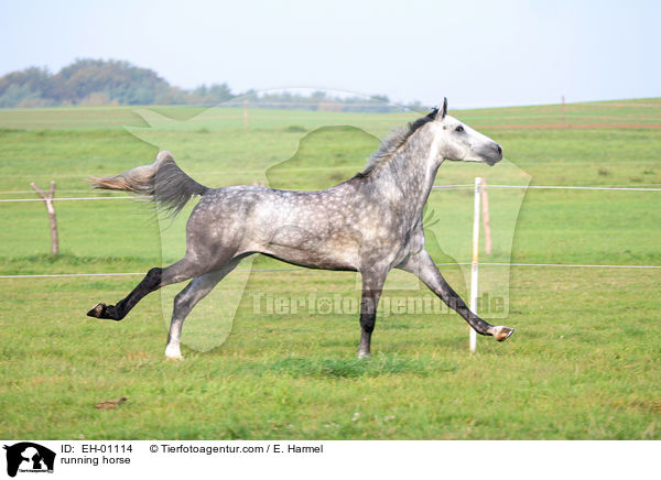 rennendes Warmblut / running horse / EH-01114