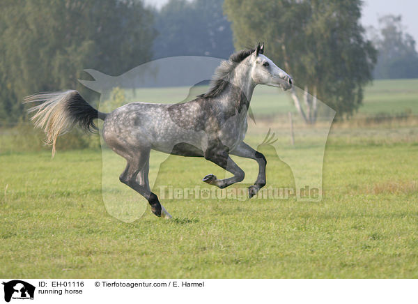 rennendes Warmblut / running horse / EH-01116