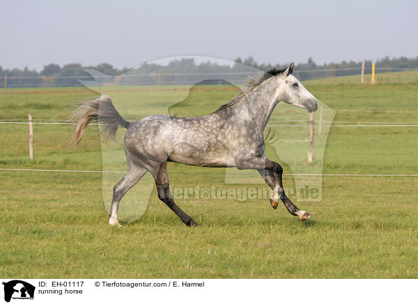 rennendes Warmblut / running horse / EH-01117