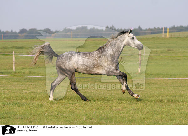 running horse / EH-01117
