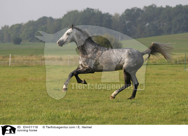rennendes Warmblut / running horse / EH-01118