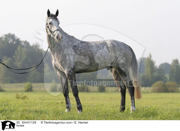 Deutsches Sportpferd / horse / EH-01129