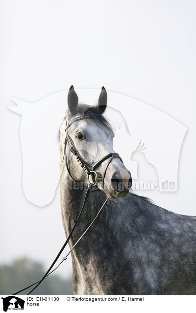 Deutsches Sportpferd Portrait / horse / EH-01130