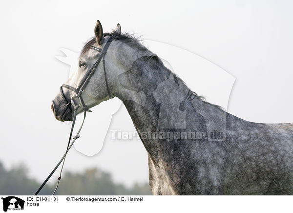 Deutsches Sportpferd Portrait / horse / EH-01131
