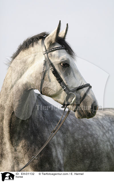 horse / EH-01132
