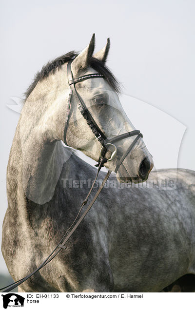 Deutsches Sportpferd Portrait / horse / EH-01133
