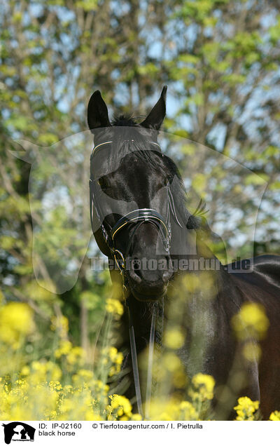Rappe im Rapsfeld / black horse / IP-02160
