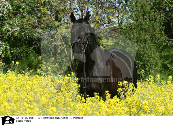 Rappe im Rapsfeld / black horse / IP-02165