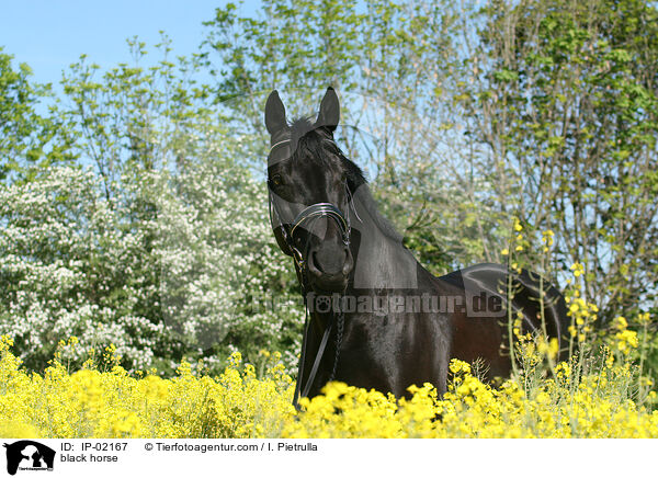 Rappe im Rapsfeld / black horse / IP-02167