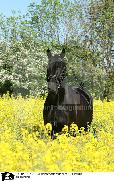 Rappe im Rapsfeld / black horse / IP-02169