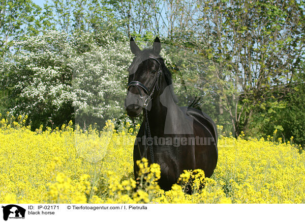 Rappe im Rapsfeld / black horse / IP-02171