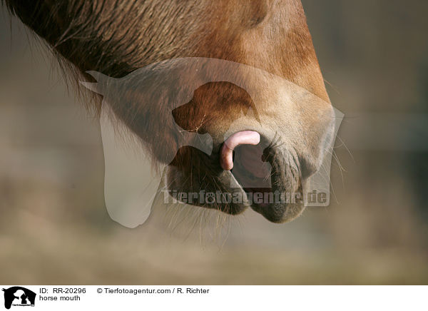 Pferdemaul / horse mouth / RR-20296