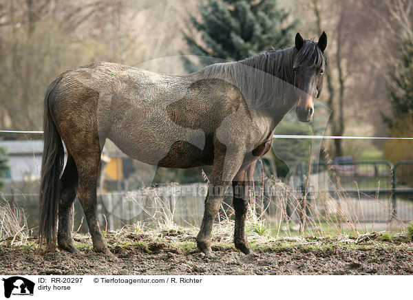 dreckiges Pferd / dirty horse / RR-20297