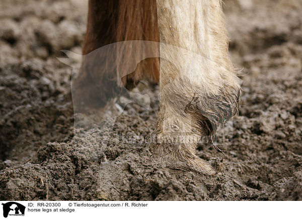Pferdebeine im Schlamm / horse legs at sledge / RR-20300