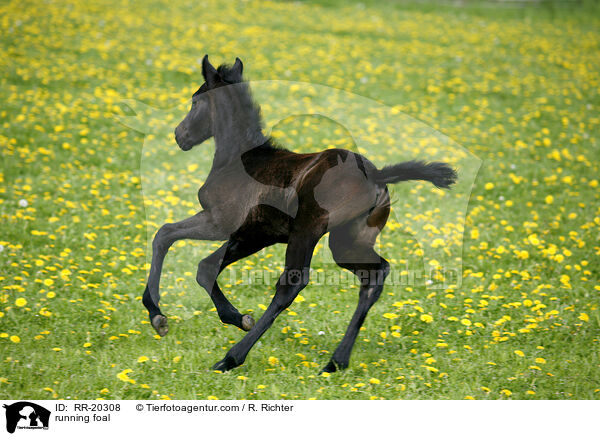 rennendes Fohlen / running foal / RR-20308